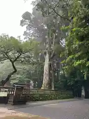 霧島神宮(鹿児島県)