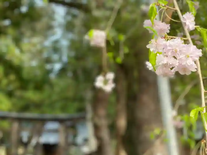 山家神社の自然