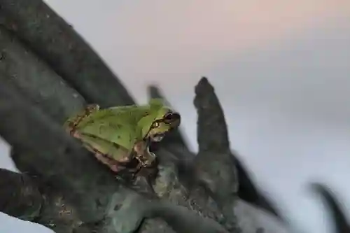 越中一宮 髙瀬神社の手水舎