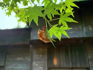 滑川神社 - 仕事と子どもの守り神の動物(2021年08月24日(火) 13時10分58秒投稿)