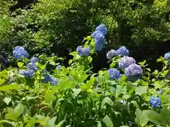 明月院(神奈川県)