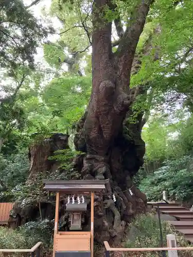來宮神社の自然