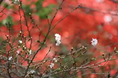 開成山大神宮の庭園