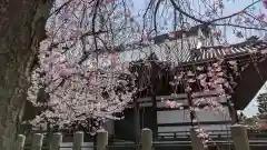 妙顯寺（妙顕寺）の自然