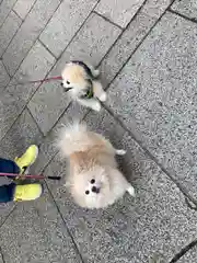 難波八阪神社の動物