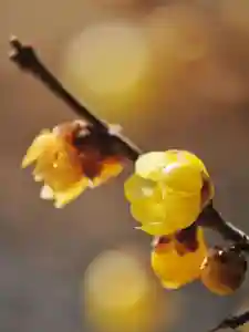 浄土寺(兵庫県)(2026年02月15日(日) 07時27分04秒投稿)