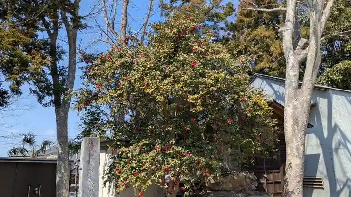 小名浜諏訪神社 ~海の鎮守様~の自然