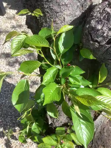 三輪神社の自然