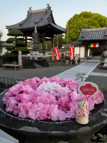 真言宗　善通寺派　薬王寺の{uncategorized: "未分類", other: "その他", undefined: "問題あり", building: "その他建物", grave: "お墓", sacred_gate: "鳥居", guardian: "狛犬", statue: "像", buddha: "仏像", history: "歴史", nature: "自然", garden: "庭園", animal: "動物", pagoda: "塔", temizu: "手水舎", mountain_gate: "山門・神門", sanctuary: "本殿・本堂", subordinate: "末社・摂社", art: "芸術", scenery: "景色", jizo: "地蔵", ema: "絵馬", goshuin: "御朱印", omikuji: "おみくじ", items: "授与品その他", amulet: "お守り", goshuincho: "御朱印帳", eats: "食事", festival: "お祭り", votive_dance: "神楽", shichigosan: "七五三参", wedding: "結婚式", experience: "体験その他", initially: "初詣", around: "周辺", anti_infection: "感染症対策"}