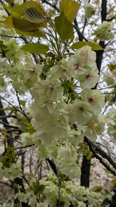墨染寺(桜寺)(京都府)