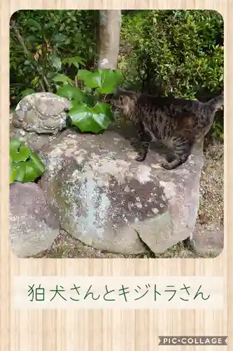 吉備津神社の狛犬