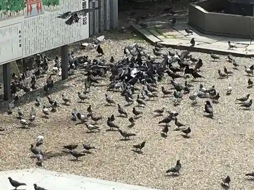 大須観音 （北野山真福寺宝生院）の動物