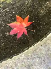 鹿島大神宮の自然