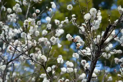 谷保天満宮の自然