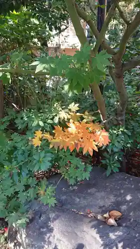 阿佐ヶ谷神明宮の自然