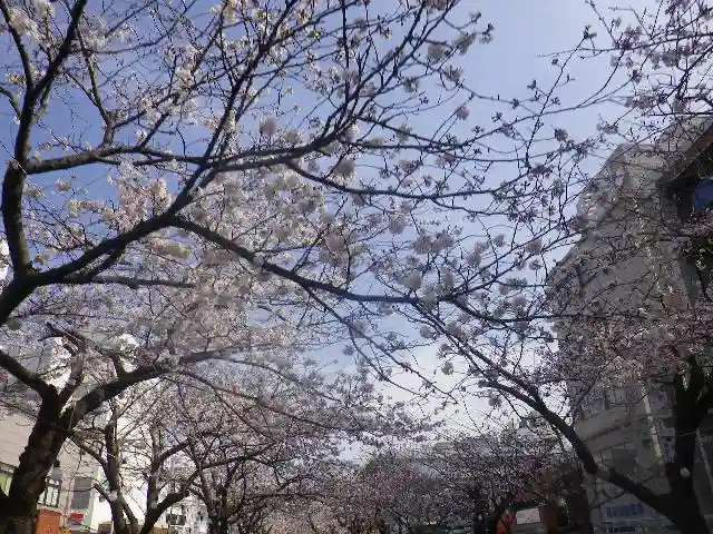 鶴岡八幡宮の自然