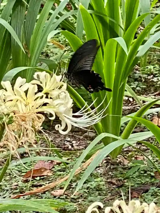 三千院門跡(京都府)