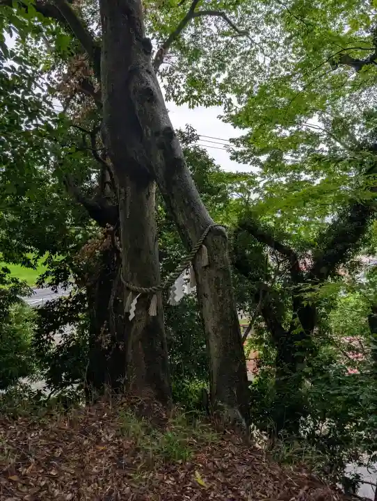 阿久津「田村神社」(郡山市阿久津町)旧社名:伊豆箱根三嶋三社(福島県)