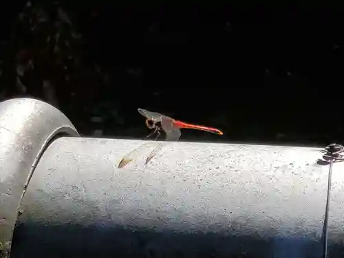 素盞嗚命神社の動物