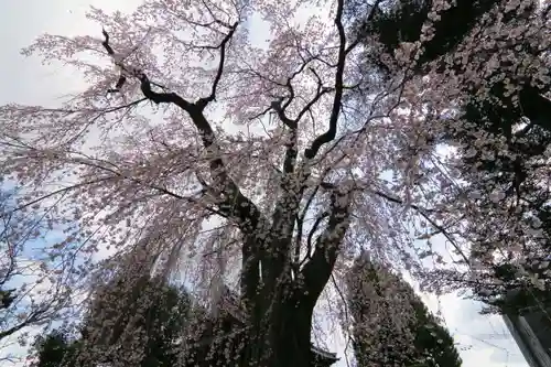 十念寺の庭園