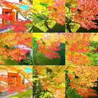 寿量山 速成寺の自然