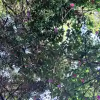 平尾八幡宮の{uncategorized: "未分類", other: "その他", undefined: "問題あり", building: "その他建物", grave: "お墓", sacred_gate: "鳥居", guardian: "狛犬", statue: "像", buddha: "仏像", history: "歴史", nature: "自然", garden: "庭園", animal: "動物", pagoda: "塔", temizu: "手水舎", mountain_gate: "山門・神門", sanctuary: "本殿・本堂", subordinate: "末社・摂社", art: "芸術", scenery: "景色", jizo: "地蔵", ema: "絵馬", goshuin: "御朱印", omikuji: "おみくじ", items: "授与品その他", amulet: "お守り", goshuincho: "御朱印帳", eats: "食事", festival: "お祭り", votive_dance: "神楽", shichigosan: "七五三参", wedding: "結婚式", experience: "体験その他", initially: "初詣", around: "周辺", anti_infection: "感染症対策"}