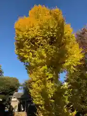 上田端八幡神社(東京都)