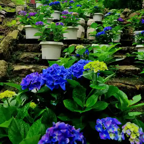 普門寺(切り絵御朱印発祥の寺)(愛知県)