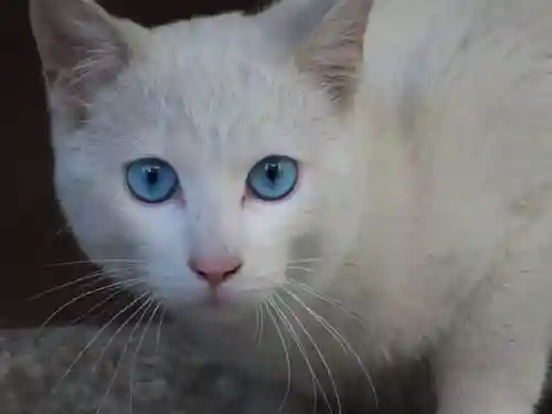 三輪神社の動物