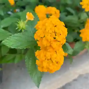 豊景神社の自然(2020年08月17日(月) 06時34分47秒投稿)