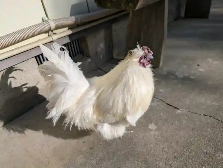 高屋敷稲荷神社の{uncategorized: "未分類", other: "その他", undefined: "問題あり", building: "その他建物", grave: "お墓", sacred_gate: "鳥居", guardian: "狛犬", statue: "像", buddha: "仏像", history: "歴史", nature: "自然", garden: "庭園", animal: "動物", pagoda: "塔", temizu: "手水舎", mountain_gate: "山門・神門", sanctuary: "本殿・本堂", subordinate: "末社・摂社", art: "芸術", scenery: "景色", jizo: "地蔵", ema: "絵馬", goshuin: "御朱印", omikuji: "おみくじ", items: "授与品その他", amulet: "お守り", goshuincho: "御朱印帳", eats: "食事", festival: "お祭り", votive_dance: "神楽", shichigosan: "七五三参", wedding: "結婚式", experience: "体験その他", initially: "初詣", around: "周辺", anti_infection: "感染症対策"}