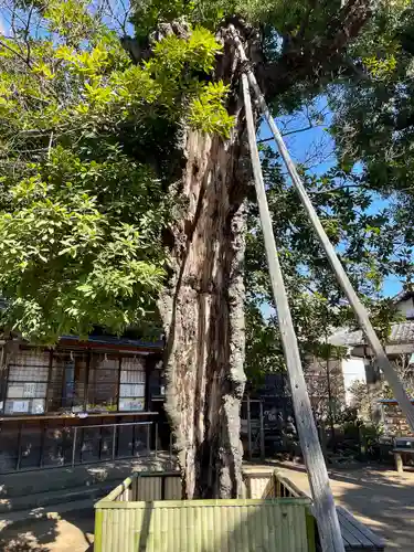 八雲氷川神社(東京都)