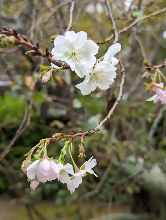 妙蓮寺(京都府)