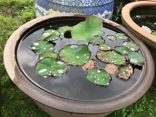 時宗総本山 遊行寺（正式：清浄光寺）の自然