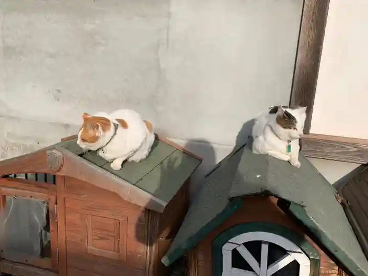 御誕生寺(猫寺)の動物