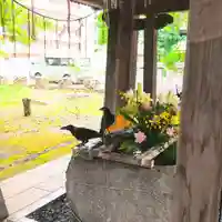 彌彦神社 (伊夜日子神社)の動物