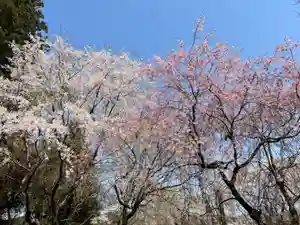 大宮温泉神社(栃木県)(2022年04月10日(日) 15時46分01秒投稿)