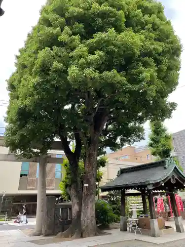麻布氷川神社の自然