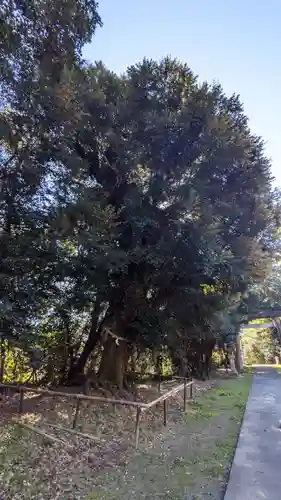 布智神社（本甲）の自然