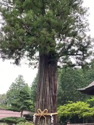 北口本宮冨士浅間神社の自然