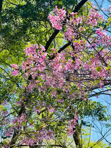 河合神社（鴨川合坐小社宅神社）の自然