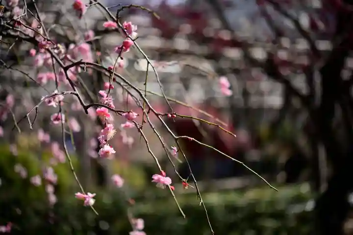亀戸天神社(東京都)