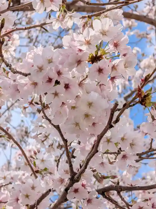 渋谷氷川神社(東京都)