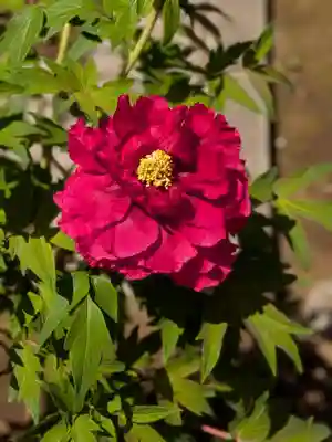 愛染院(東京都)