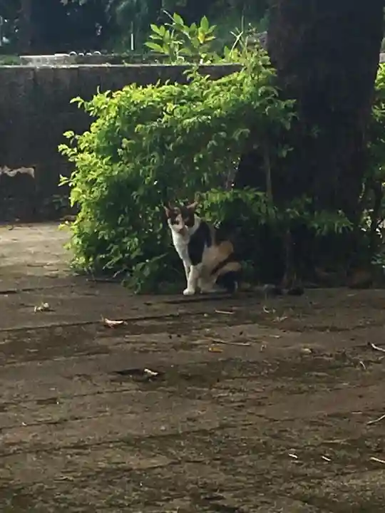 世持神社の動物