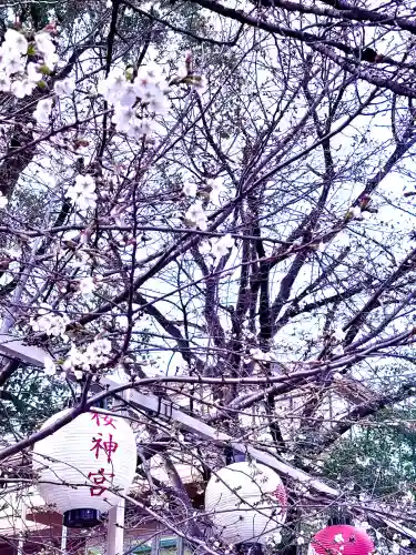 桜神宮の{uncategorized: "未分類", other: "その他", undefined: "問題あり", building: "その他建物", grave: "お墓", sacred_gate: "鳥居", guardian: "狛犬", statue: "像", buddha: "仏像", history: "歴史", nature: "自然", garden: "庭園", animal: "動物", pagoda: "塔", temizu: "手水舎", mountain_gate: "山門・神門", sanctuary: "本殿・本堂", subordinate: "末社・摂社", art: "芸術", scenery: "景色", jizo: "地蔵", ema: "絵馬", goshuin: "御朱印", omikuji: "おみくじ", items: "授与品その他", amulet: "お守り", goshuincho: "御朱印帳", eats: "食事", festival: "お祭り", votive_dance: "神楽", shichigosan: "七五三参", wedding: "結婚式", experience: "体験その他", initially: "初詣", around: "周辺", anti_infection: "感染症対策"}