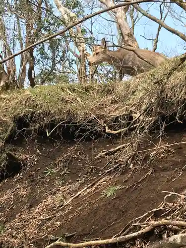 大山阿夫利神社本社の動物