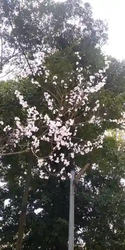 近江神宮の自然