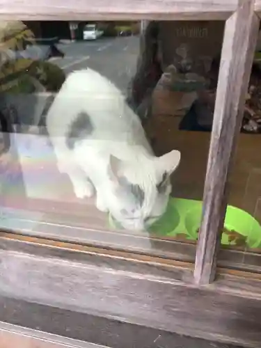 木山神社の動物