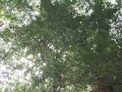 明治神宮(東京都)